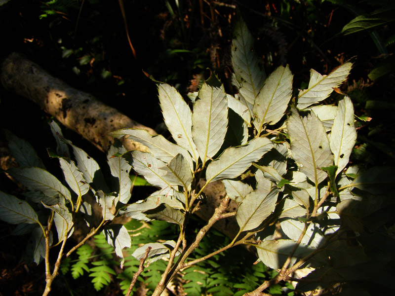 «ö¦¹¦b·sµøµ¡ÂsÄý¹Ï¤ù