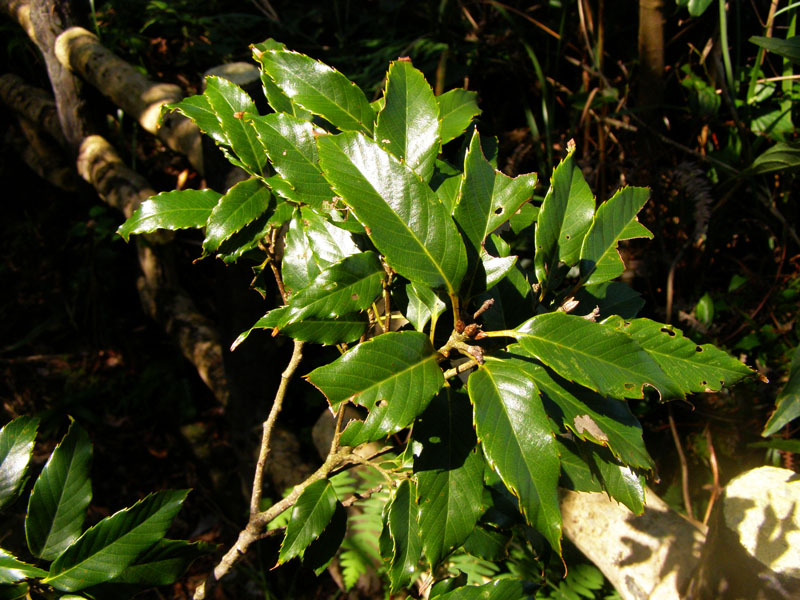 «ö¦¹¦b·sµøµ¡ÂsÄý¹Ï¤ù