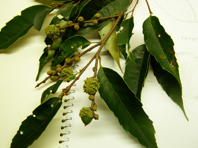 «ö¦¹¦b·sµøµ¡ÂsÄý¹Ï¤ù