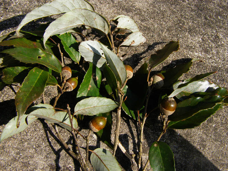 «ö¦¹¦b·sµøµ¡ÂsÄý¹Ï¤ù