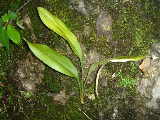 «ö¦¹¦b·sµøµ¡ÂsÄý¹Ï¤ù