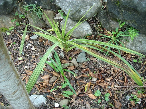 «ö¦¹¦b·sµøµ¡ÂsÄý¹Ï¤ù