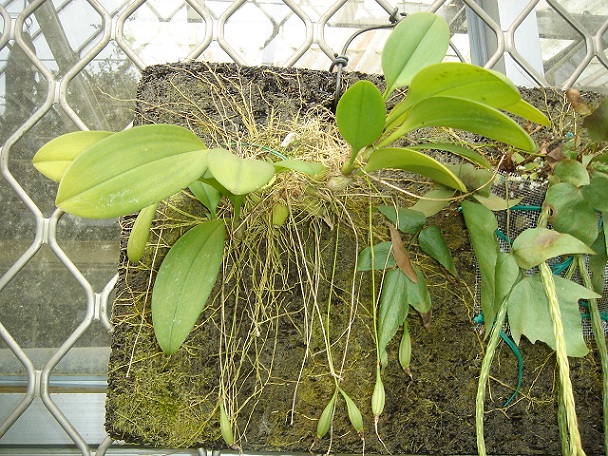 «ö¦¹¦b·sµøµ¡ÂsÄý¹Ï¤ù