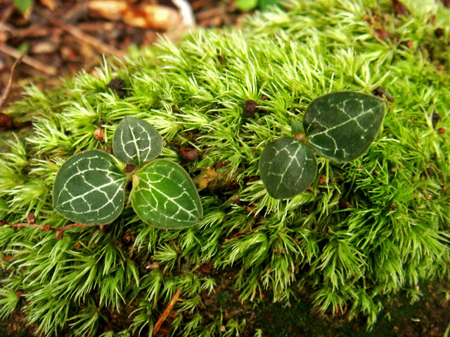 «ö¦¹¦b·sµøµ¡ÂsÄý¹Ï¤ù