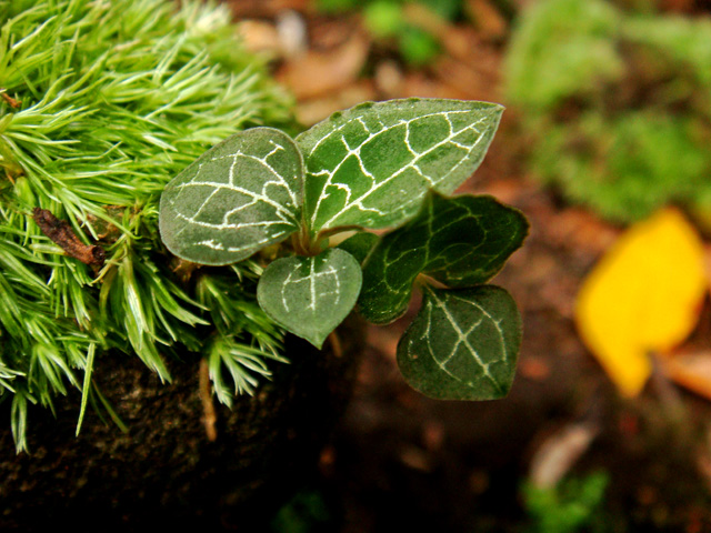 «ö¦¹¦b·sµøµ¡ÂsÄý¹Ï¤ù