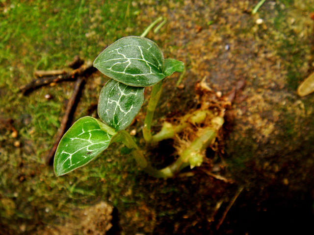 «ö¦¹¦b·sµøµ¡ÂsÄý¹Ï¤ù