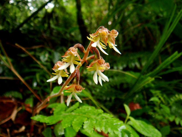 «ö¦¹¦b·sµøµ¡ÂsÄý¹Ï¤ù