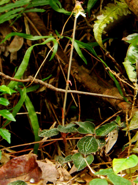 «ö¦¹¦b·sµøµ¡ÂsÄý¹Ï¤ù