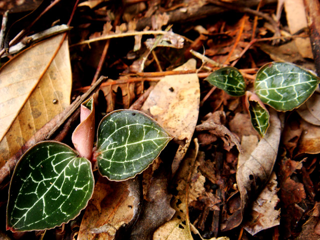 «ö¦¹¦b·sµøµ¡ÂsÄý¹Ï¤ù