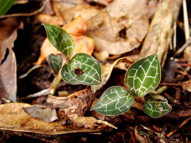 «ö¦¹¦b·sµøµ¡ÂsÄý¹Ï¤ù