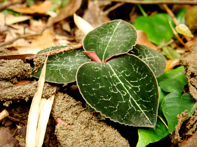 «ö¦¹¦b·sµøµ¡ÂsÄý¹Ï¤ù