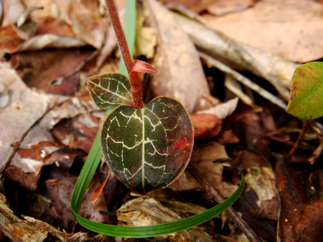 «ö¦¹¦b·sµøµ¡ÂsÄý¹Ï¤ù