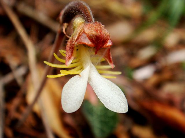 «ö¦¹¦b·sµøµ¡ÂsÄý¹Ï¤ù