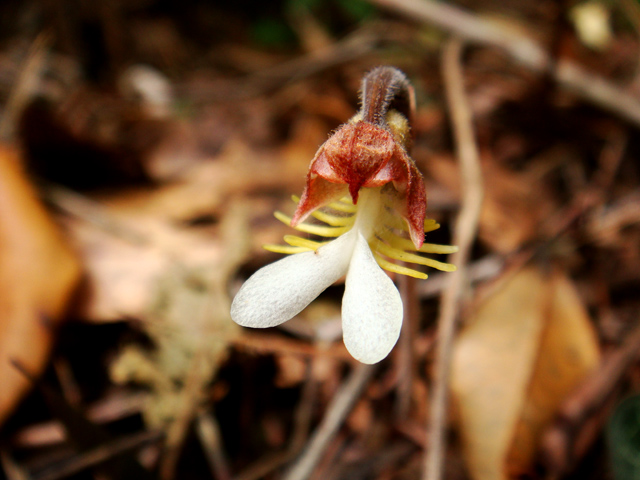 «ö¦¹¦b·sµøµ¡ÂsÄý¹Ï¤ù