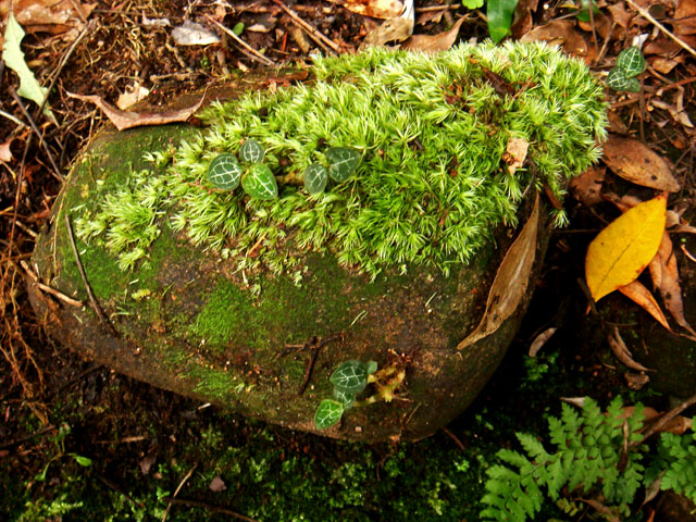 «ö¦¹¦b·sµøµ¡ÂsÄý¹Ï¤ù