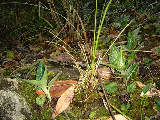 «ö¦¹¦b·sµøµ¡ÂsÄý¹Ï¤ù