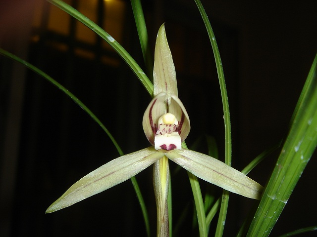 «ö¦¹¦b·sµøµ¡ÂsÄý¹Ï¤ù