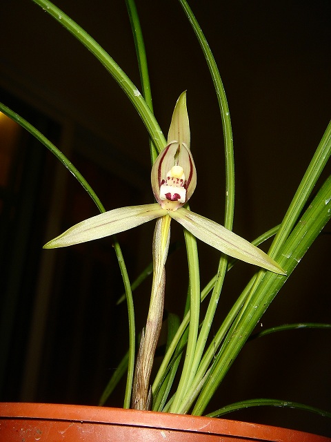 «ö¦¹¦b·sµøµ¡ÂsÄý¹Ï¤ù