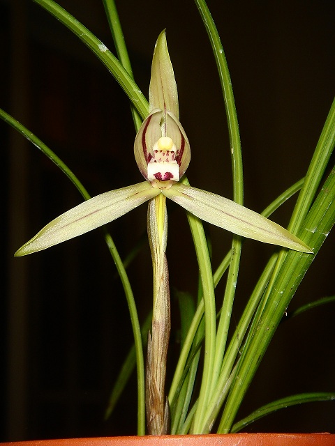 «ö¦¹¦b·sµøµ¡ÂsÄý¹Ï¤ù