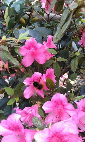 «ö¦¹¦b·sµøµ¡ÂsÄý¹Ï¤ù