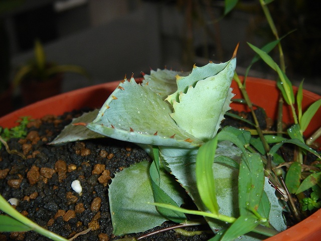 «ö¦¹¦b·sµøµ¡ÂsÄý¹Ï¤ù