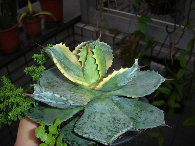 «ö¦¹¦b·sµøµ¡ÂsÄý¹Ï¤ù