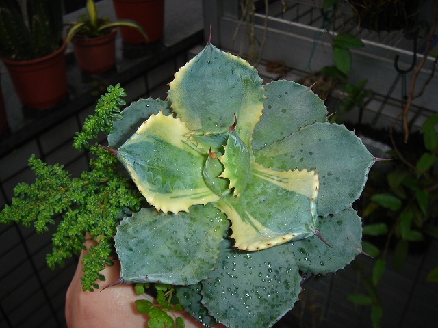 «ö¦¹¦b·sµøµ¡ÂsÄý¹Ï¤ù