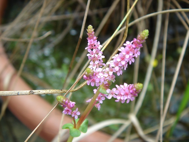 «ö¦¹¦b·sµøµ¡ÂsÄý¹Ï¤ù