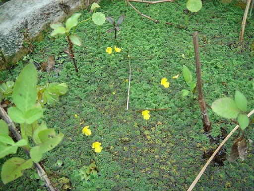 «ö¦¹¦b·sµøµ¡ÂsÄý¹Ï¤ù