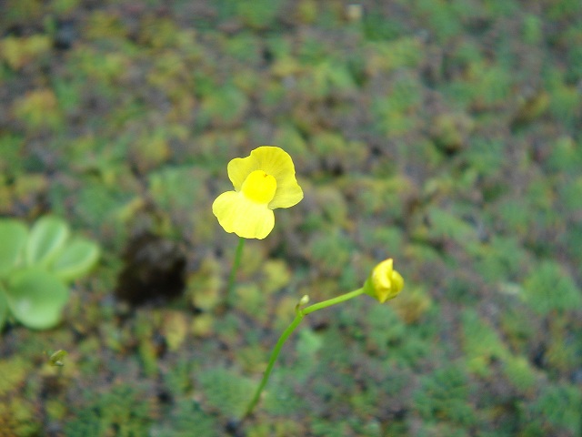 «ö¦¹¦b·sµøµ¡ÂsÄý¹Ï¤ù