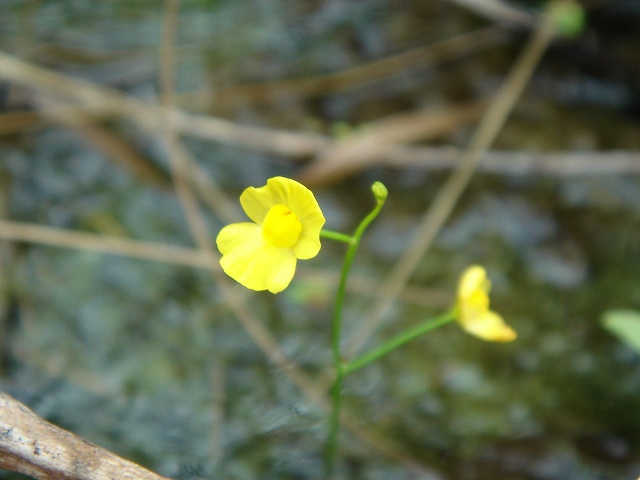 «ö¦¹¦b·sµøµ¡ÂsÄý¹Ï¤ù