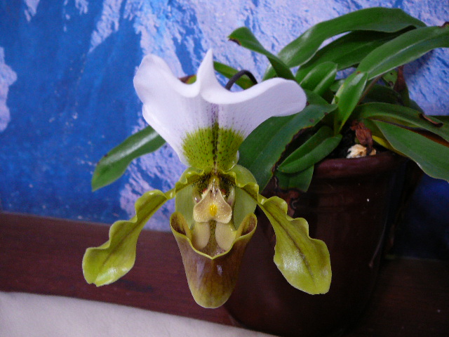 «ö¦¹¦b·sµøµ¡ÂsÄý¹Ï¤ù