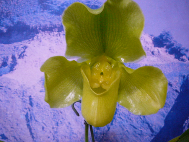 «ö¦¹¦b·sµøµ¡ÂsÄý¹Ï¤ù