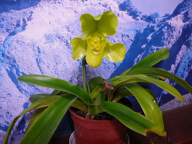 «ö¦¹¦b·sµøµ¡ÂsÄý¹Ï¤ù