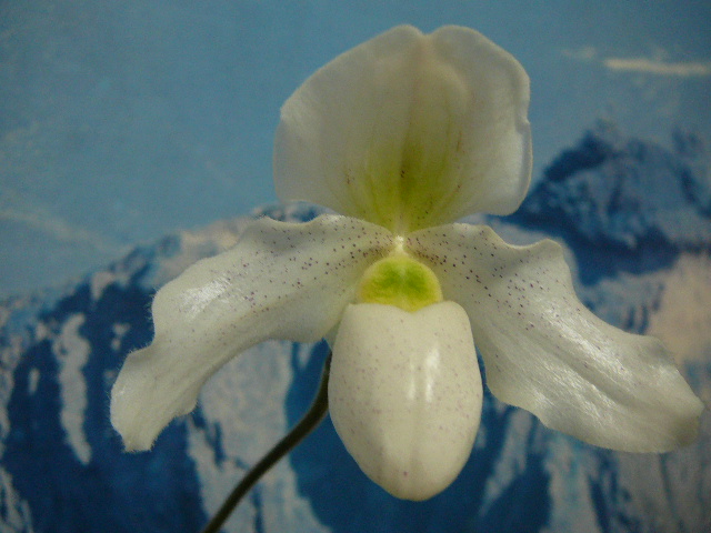 «ö¦¹¦b·sµøµ¡ÂsÄý¹Ï¤ù