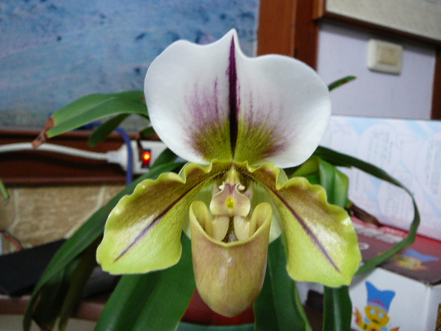 «ö¦¹¦b·sµøµ¡ÂsÄý¹Ï¤ù