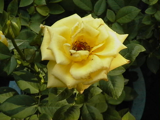 «ö¦¹¦b·sµøµ¡ÂsÄý¹Ï¤ù