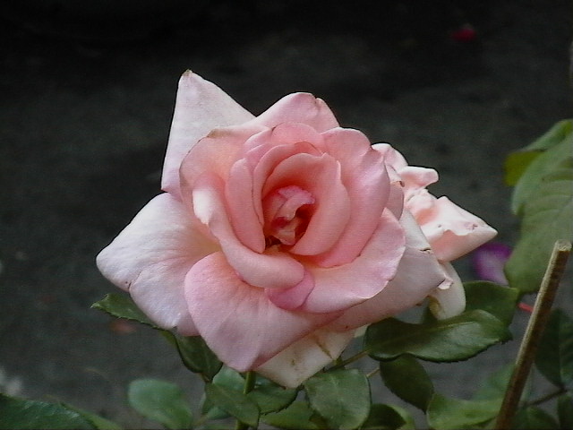 «ö¦¹¦b·sµøµ¡ÂsÄý¹Ï¤ù