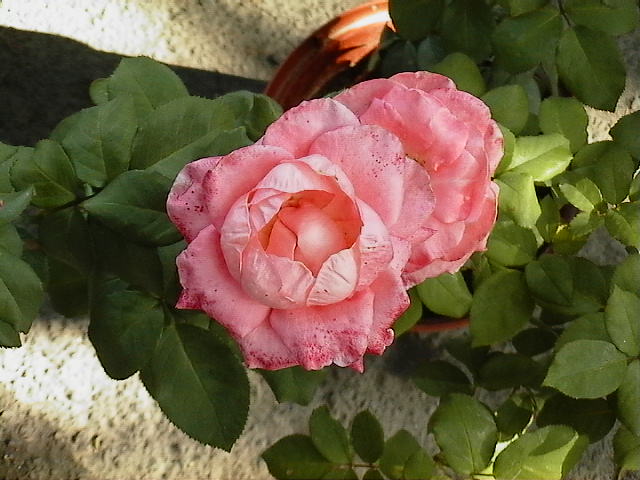 «ö¦¹¦b·sµøµ¡ÂsÄý¹Ï¤ù