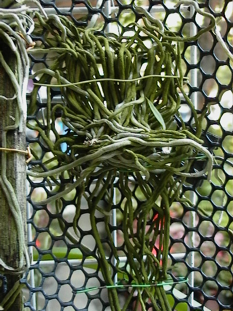 «ö¦¹¦b·sµøµ¡ÂsÄý¹Ï¤ù