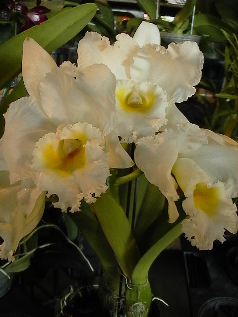 «ö¦¹¦b·sµøµ¡ÂsÄý¹Ï¤ù