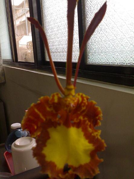 «ö¦¹¦b·sµøµ¡ÂsÄý¹Ï¤ù