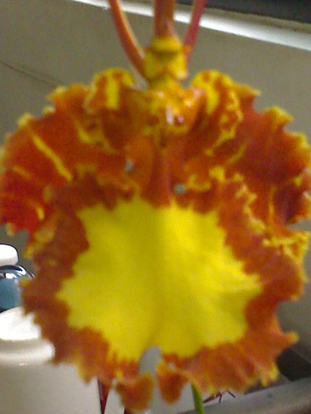 «ö¦¹¦b·sµøµ¡ÂsÄý¹Ï¤ù