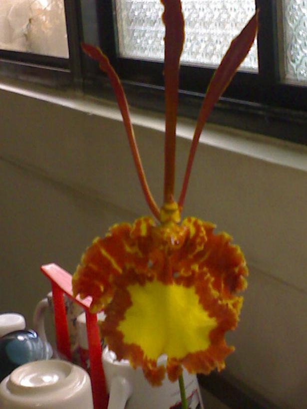 «ö¦¹¦b·sµøµ¡ÂsÄý¹Ï¤ù