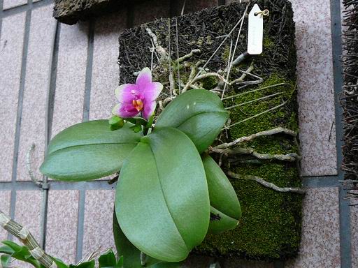 «ö¦¹¦b·sµøµ¡ÂsÄý¹Ï¤ù