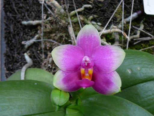 «ö¦¹¦b·sµøµ¡ÂsÄý¹Ï¤ù