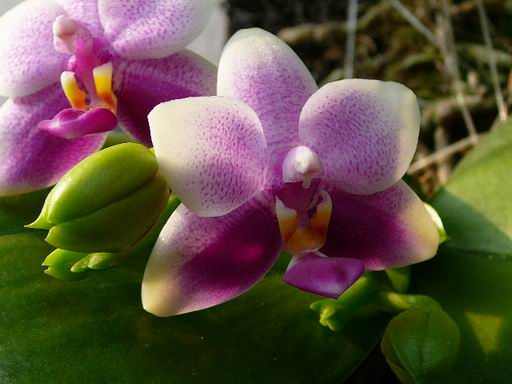 «ö¦¹¦b·sµøµ¡ÂsÄý¹Ï¤ù