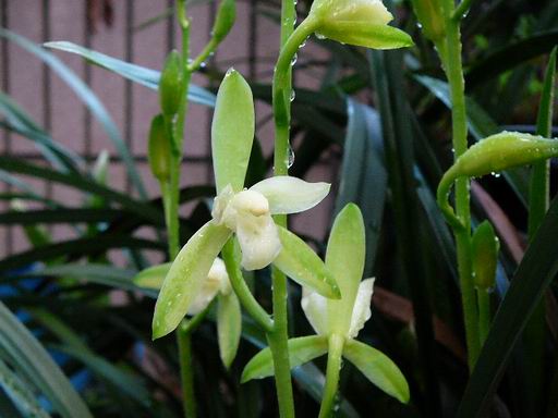 «ö¦¹¦b·sµøµ¡ÂsÄý¹Ï¤ù