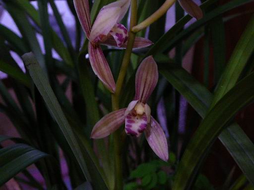 «ö¦¹¦b·sµøµ¡ÂsÄý¹Ï¤ù