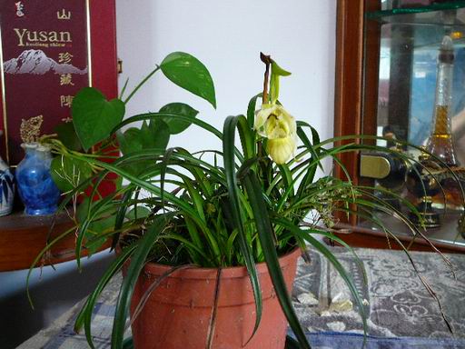 «ö¦¹¦b·sµøµ¡ÂsÄý¹Ï¤ù